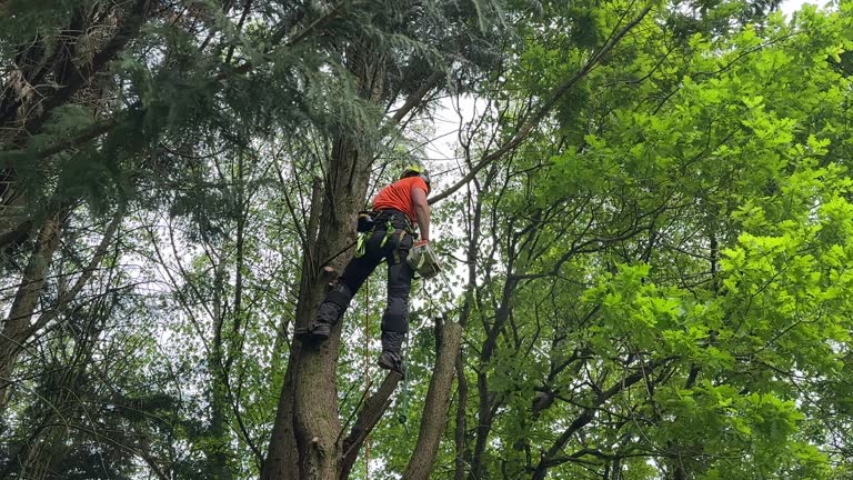 Best Emergency Tree Removal  in Kenilworth, PA